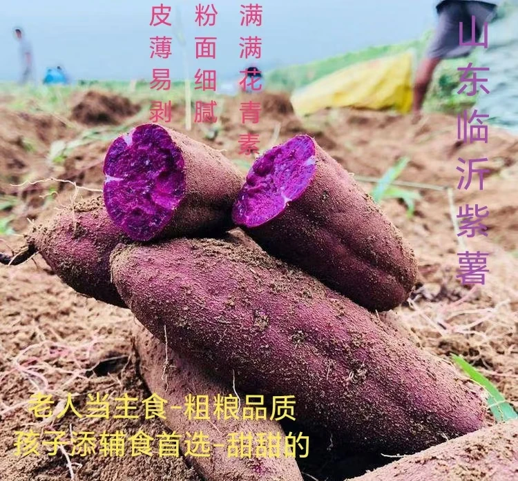(精品)紫罗兰粉糯香甜紫薯 老少皆宜 满满的花青素