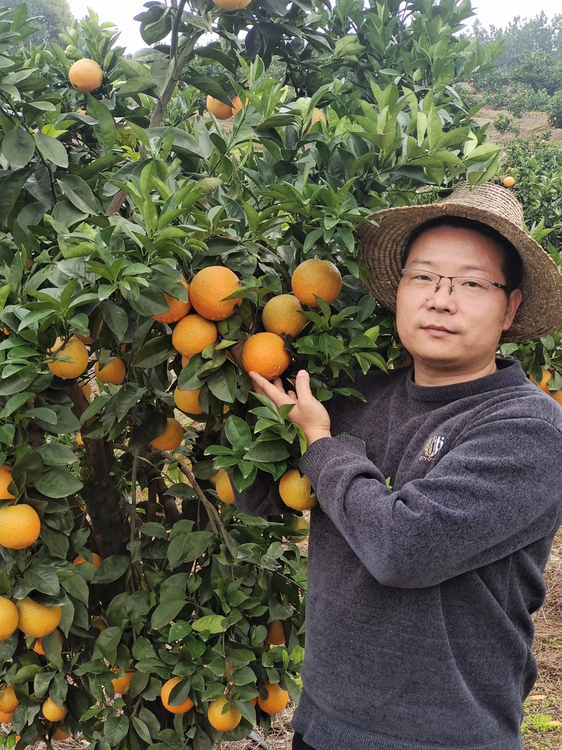 湖南永州高山脐橙农家甜橙现摘新鲜水果10斤