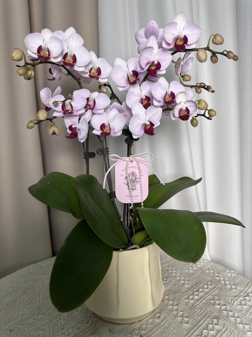 蝴蝶兰【貂蝉】室内花花 广州基地直发