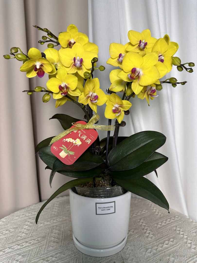 蝴蝶兰【皇贵妃】双花剑 蜡质花 室内花花广州基地直发