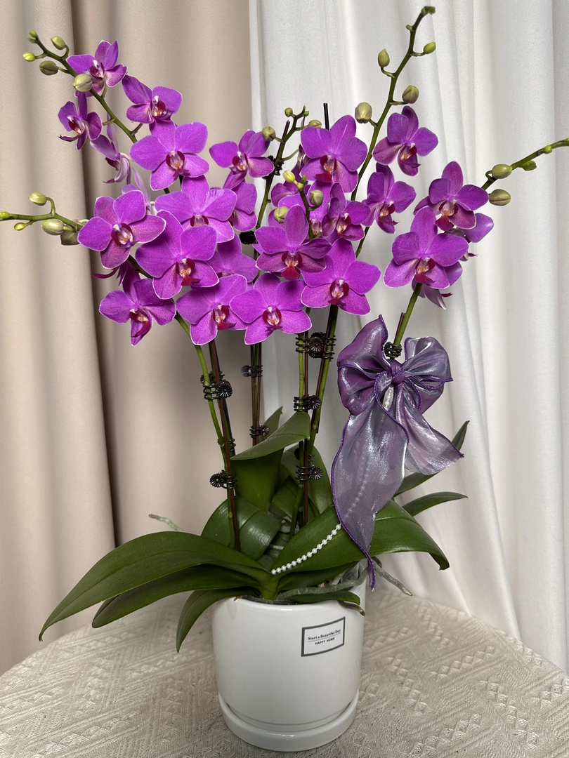 蝴蝶兰【紫微星】欧品 室内花花 广州基地直发