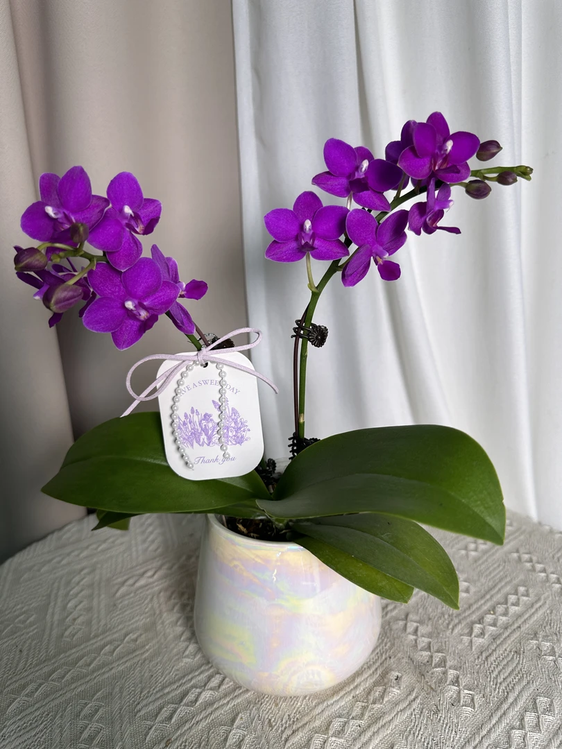 蝴蝶兰【紫葡萄】3.0寸杯带花带花苞 室内花花 广州基地直发