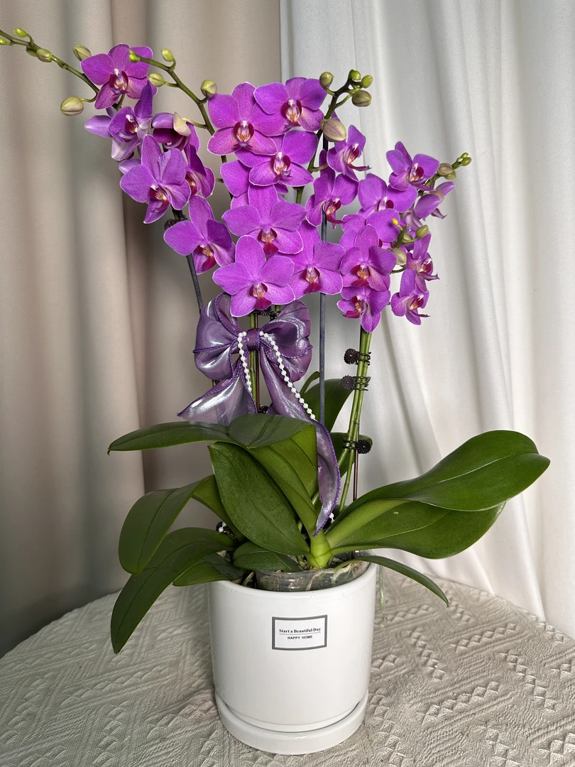 蝴蝶兰【紫微星】多花苞 室内花花 广州基地直发