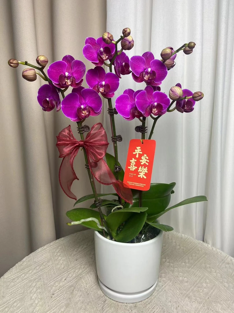 蝴蝶兰【红豆杉】 室内观赏蝴蝶兰 广州基地直发