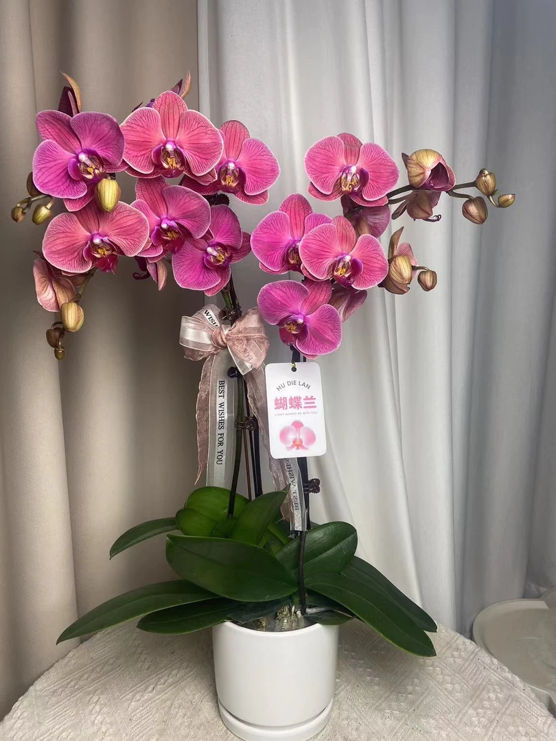 蝴蝶兰【纳博纳】带花带花苞 室内花花 广州直发