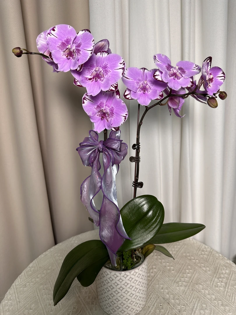 蝴蝶兰【米琪乐】欧品 带花带花苞 室内花花 广州直发