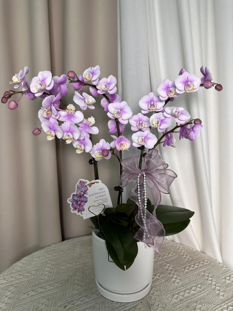 蝴蝶兰【小梅花】单花剑  带香 花色鲜艳 室内花花  广州直发