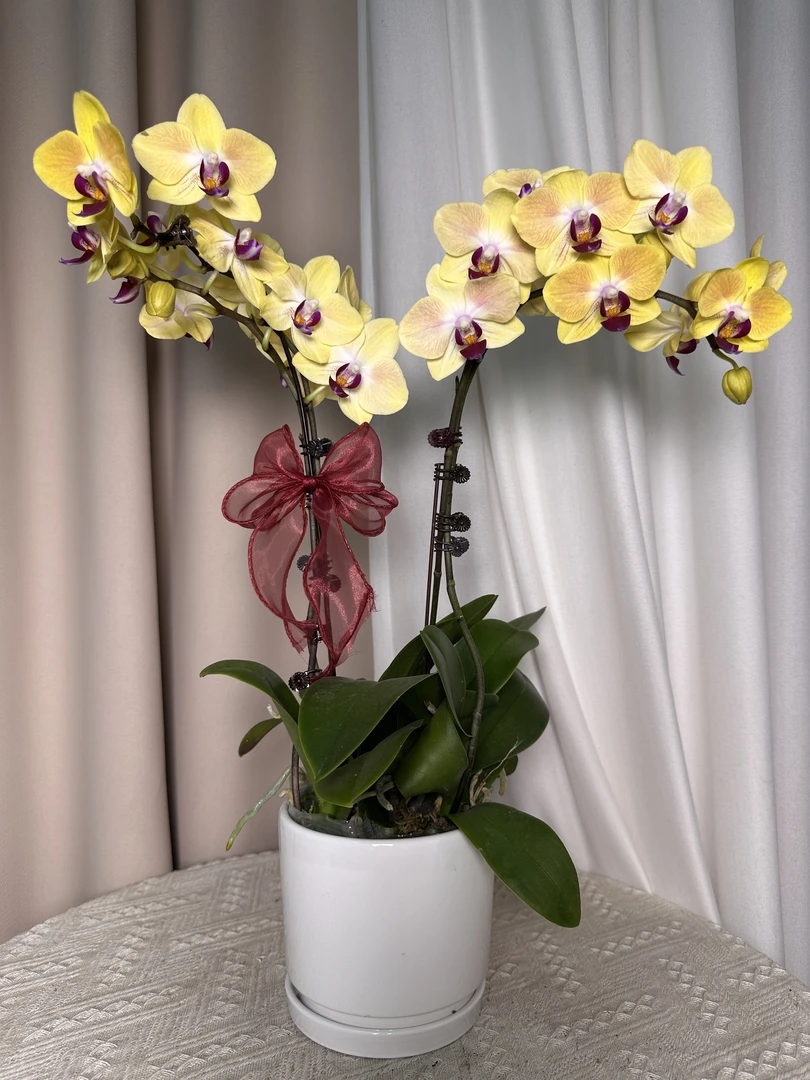 蝴蝶兰【宝贝加油】 一颗起拍三颗送盆室内花花广州基地直发