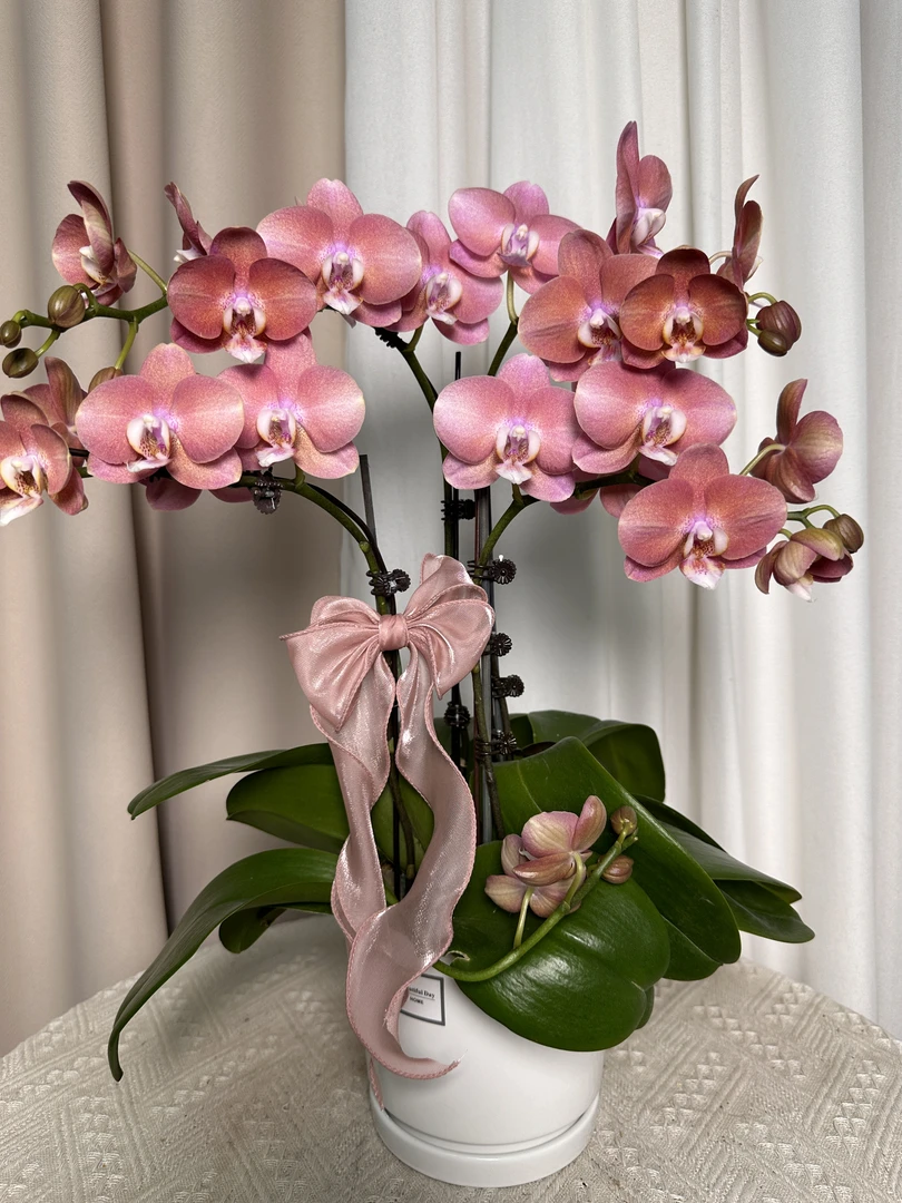 蝴蝶兰【鲑鱼】高端花卉室内花花 广州基地直发