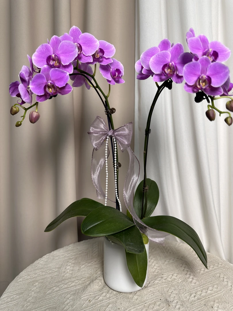 蝴蝶兰【红桃】 室内花花 广州基地直发