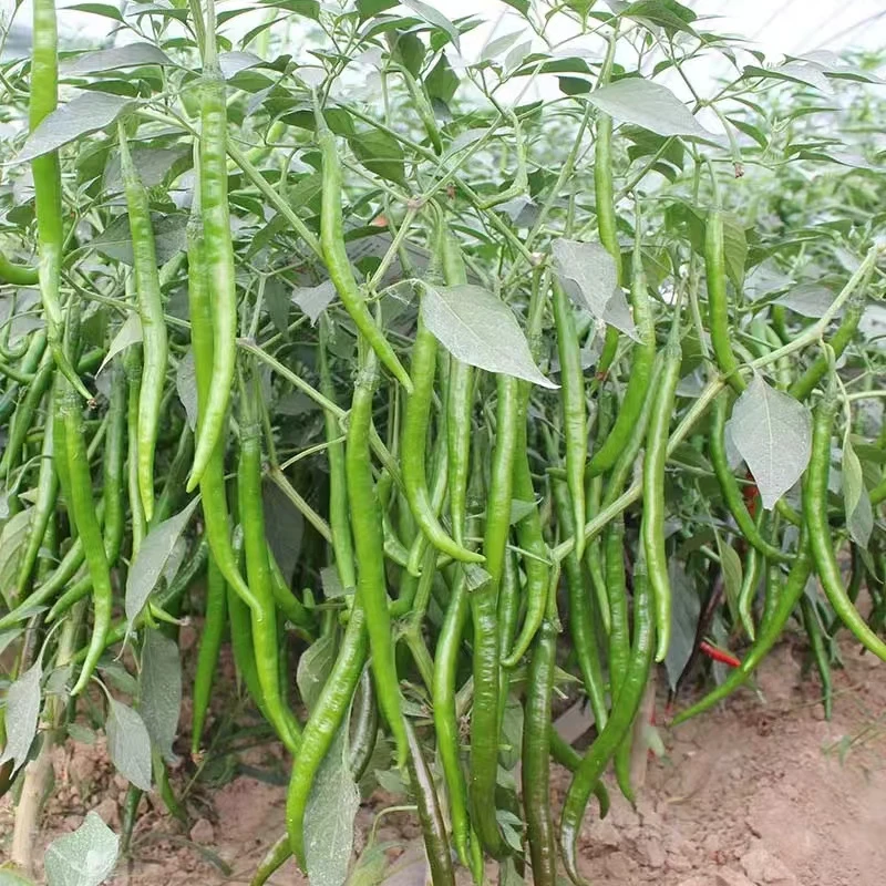 辣丰红辣椒青辣椒5斤包邮