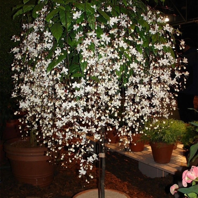 2盆装垂丝茉莉室内阳台花卉