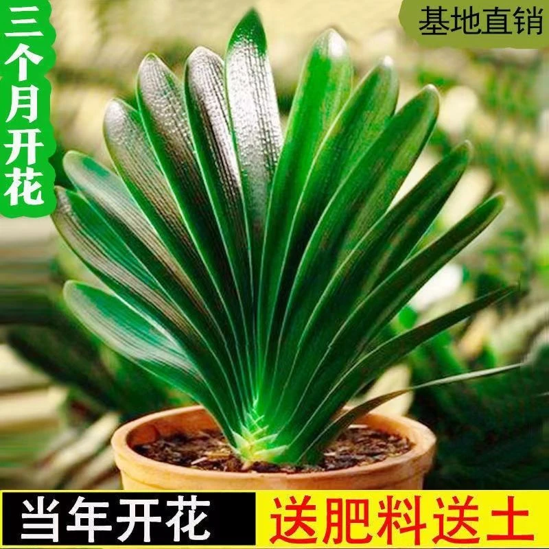 【精品】君子兰花君子兰盆栽君子兰苗四季常青植物室内办公室好养