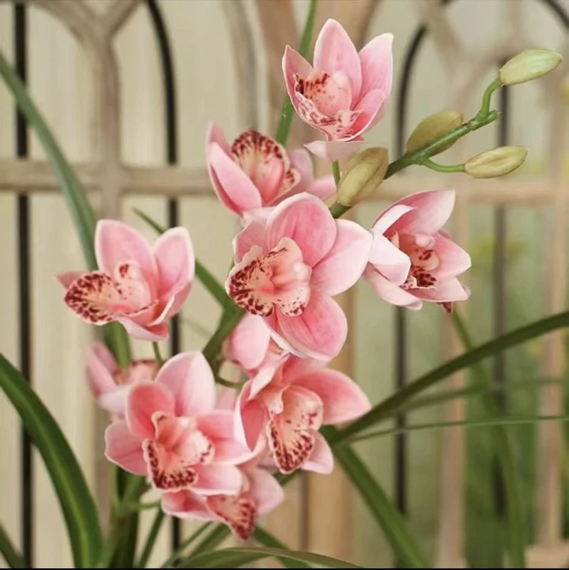 妃子笑】兰花室内盆栽地栽容易种植四季常青年宵花卉开花庭院阳台