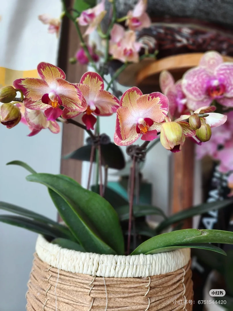 （风火轮）蝴蝶兰室内盆栽花卉植物