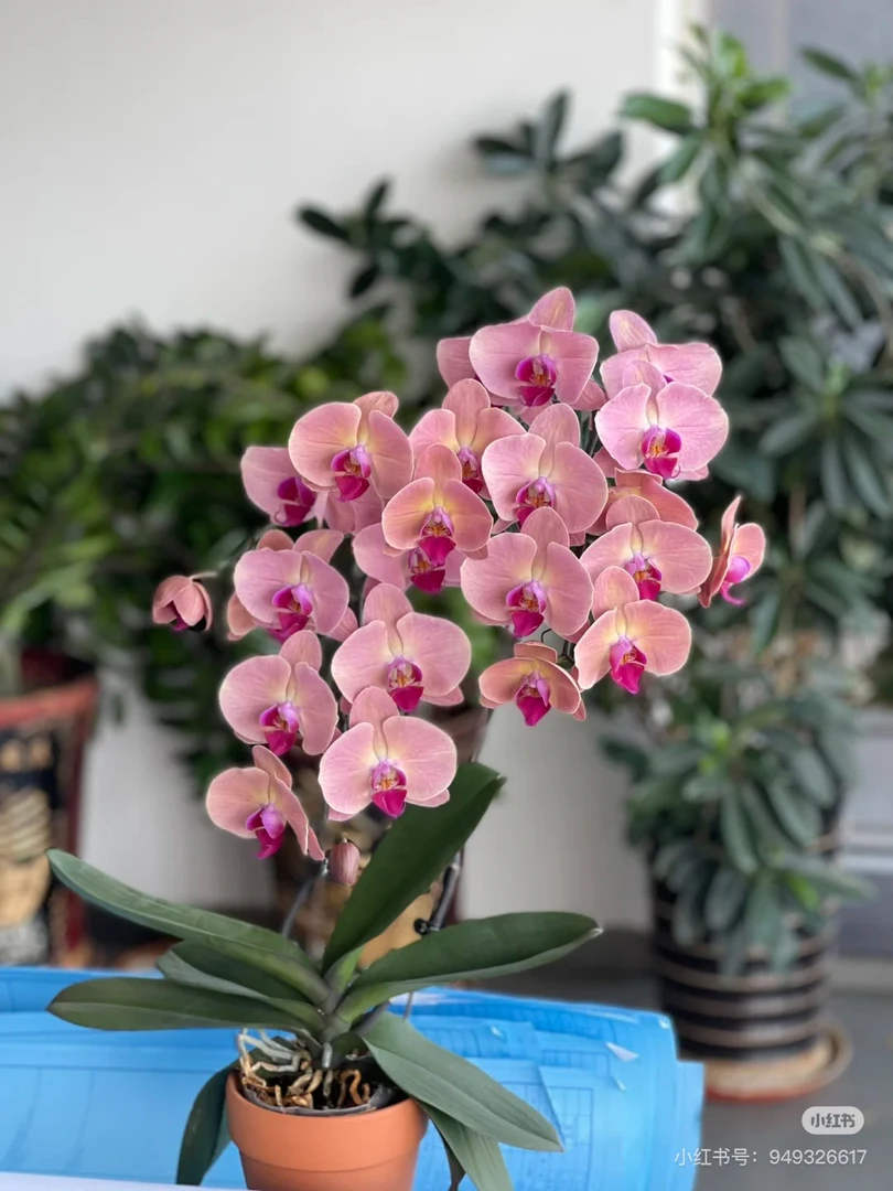 （欣欣向荣）蝴蝶兰室内盆栽花卉植物