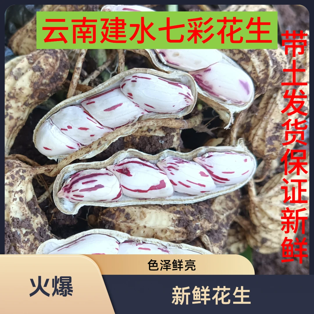 2025云南新鲜七彩花生湿花生牛奶花生水果花生农家自种带壳发