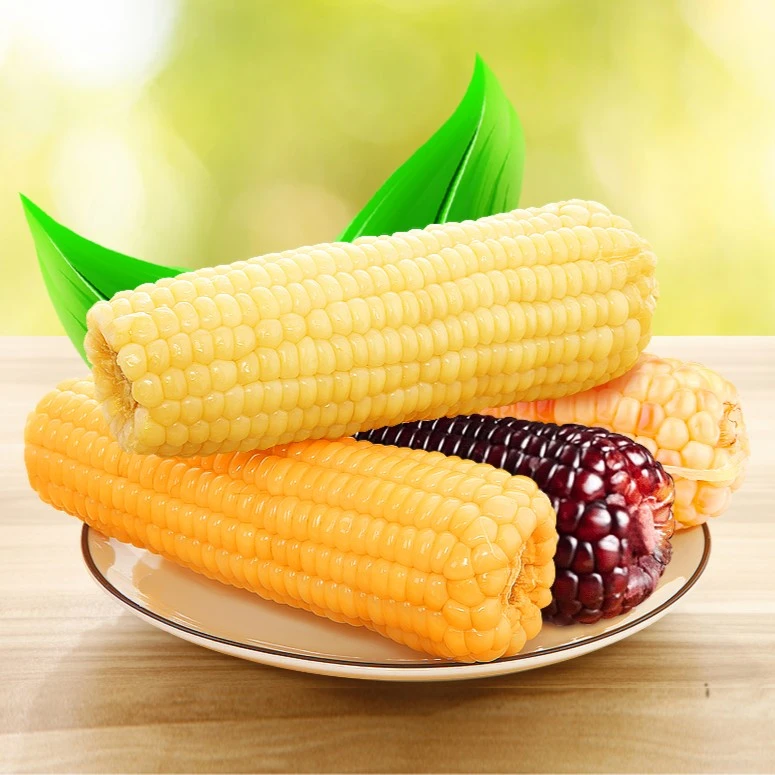 谷小炎东北头茬玉米粘玉米真空独立装东北糯玉米代餐食