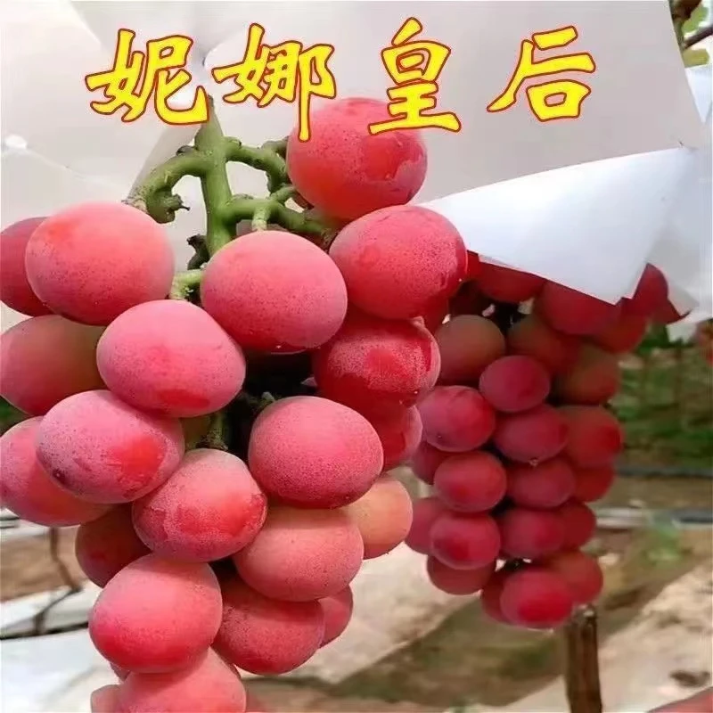 妮那皇后树葡萄 盆栽地栽葡萄苗抗严寒 耐高温