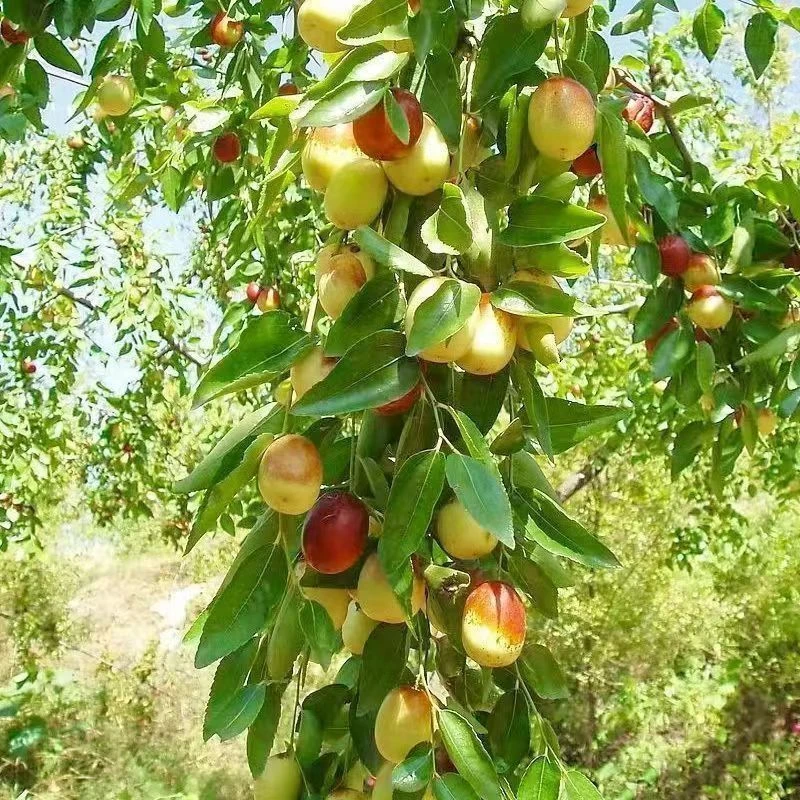 枣树活苗沾化冬枣青枣树苗南方北方种植庭院地栽果树果苗当年结果