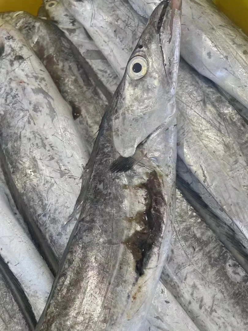 家庭实惠装  破肚带鱼