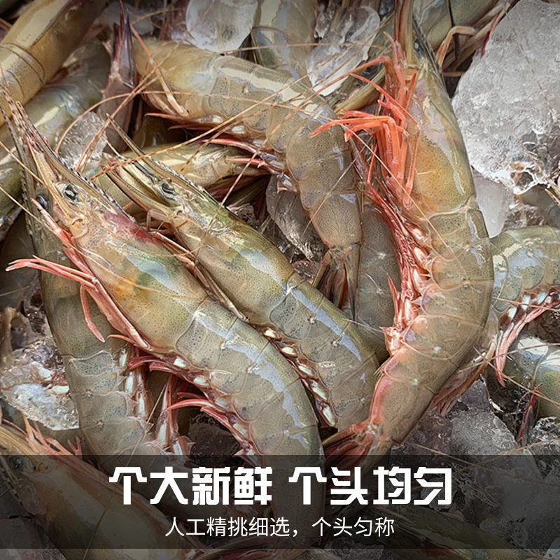 【舟山野生滑皮虾】新鲜条虾1斤60只左右鹰爪虾海虾-250g/盒