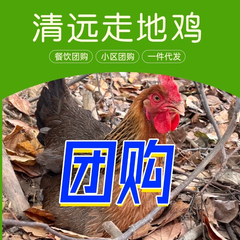 清远走地鸡社区团购团长合作清远麻鸡原生态放养顺丰冷链送货