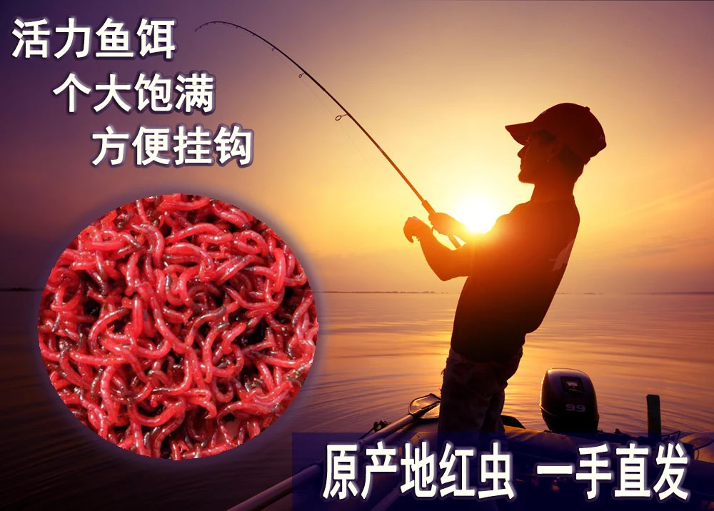 鲜活红虫特大号公虫活饵新鲜小号红虫拉饵垂钓活体鲫鱼优质红虫饵