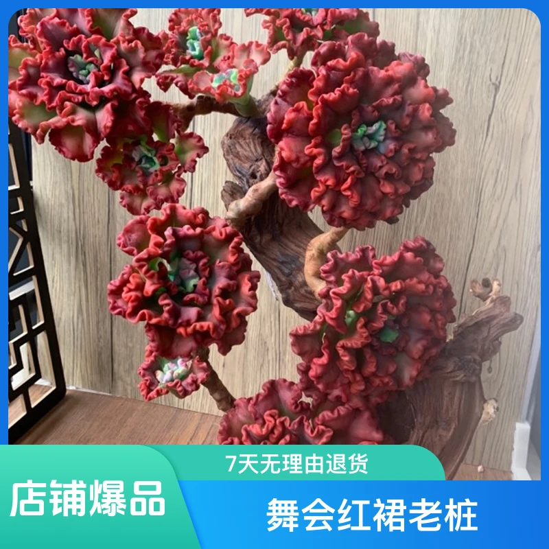 舞会红裙老桩室内摆件过年佳品手工多肉(不带树桩)