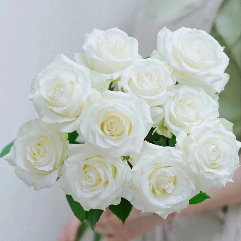 【漫篱花卉】骄傲白玫瑰/女神级别/花瓣厚实/10枝云南基地发