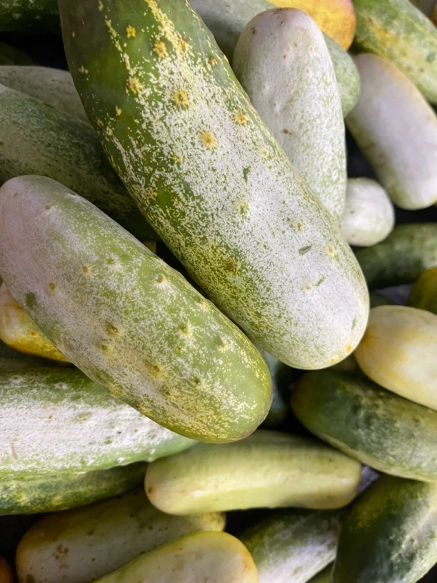 云南昭通大关本地黄瓜