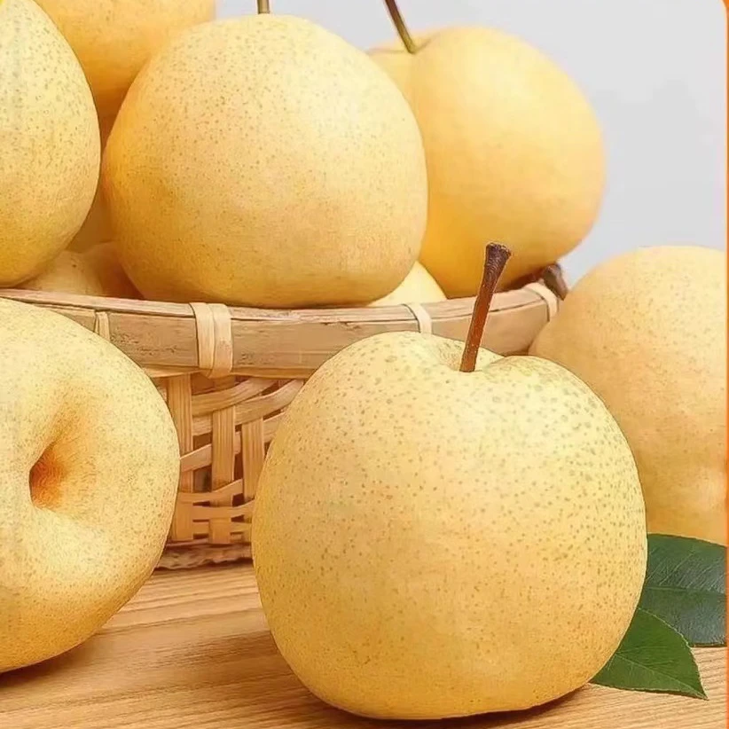 山西贡梨酥梨当季新鲜水果酥脆多汁甘甜可口颗颗爆汁果园直发
