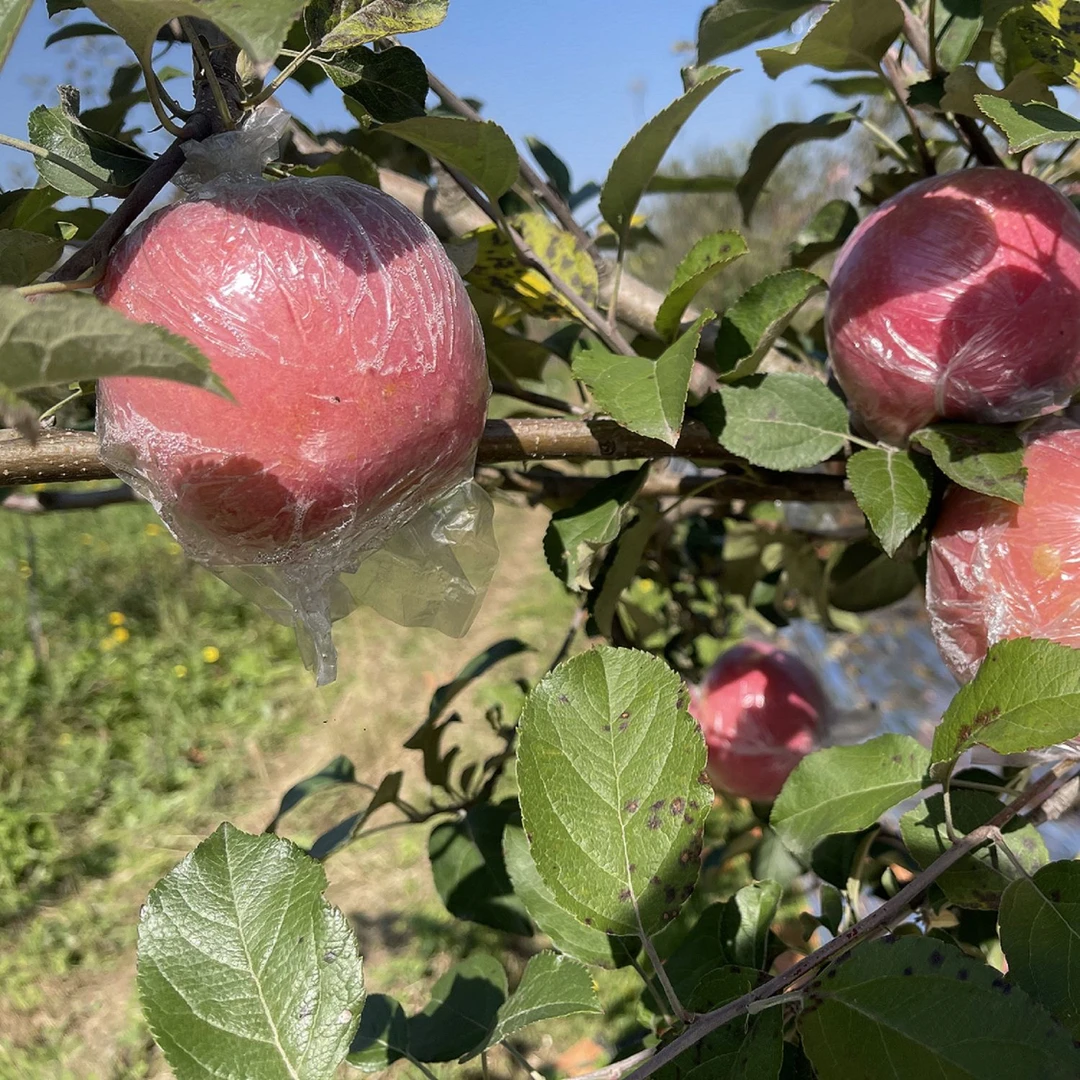 25年红富士苹果脆甜当季新鲜汁多纯甜冰糖心丑苹果