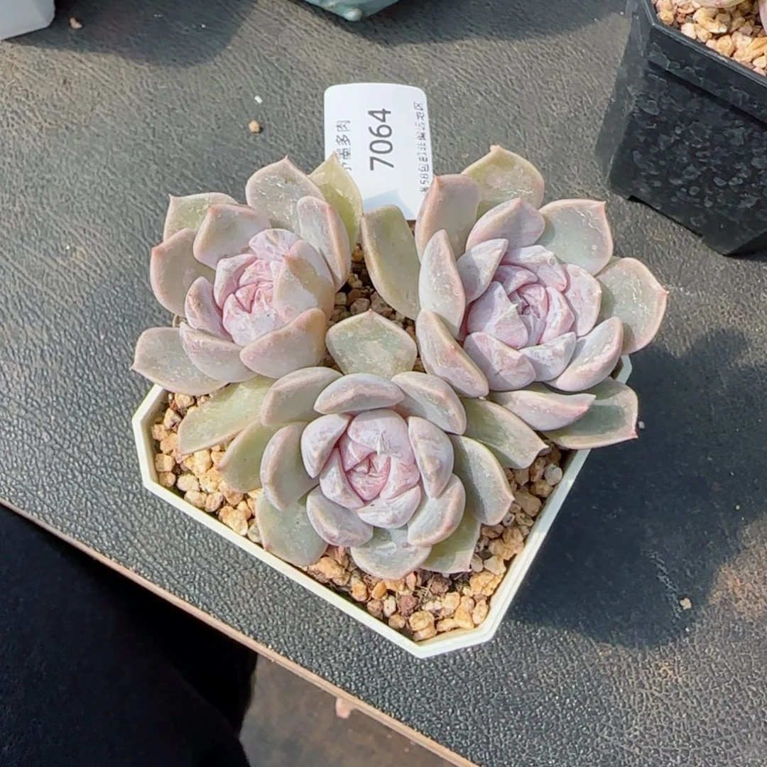 瑶**～汉堡。 7064。