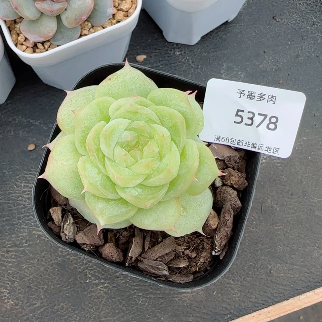 如茵。 福利。 5378。