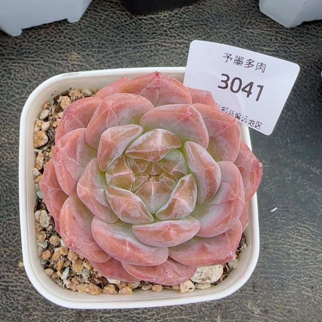 粉心魄。 3041。