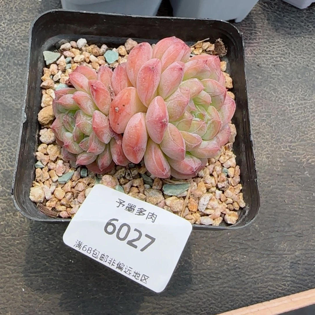 若*美心。 6027。