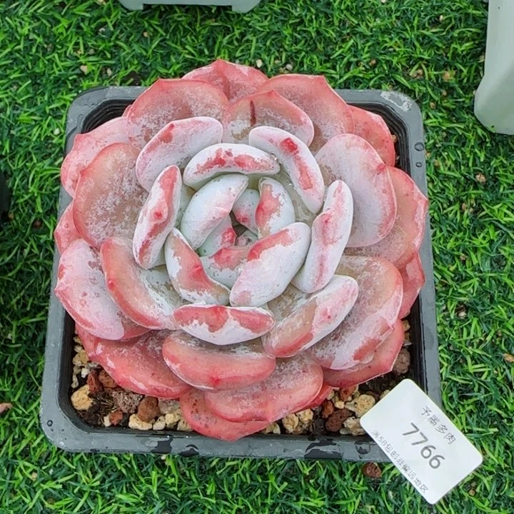 橙子。    7766。