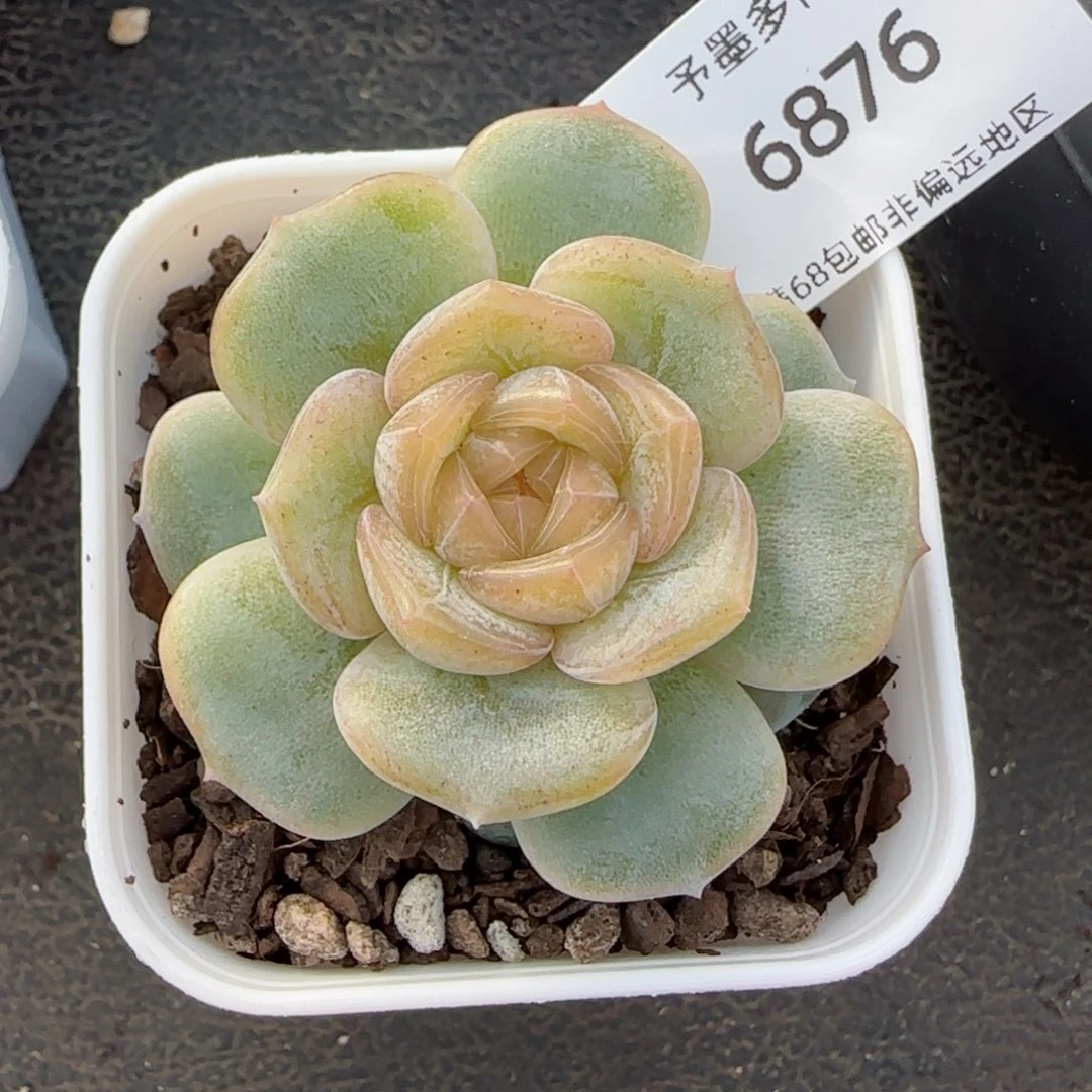 彩恋。 6876。