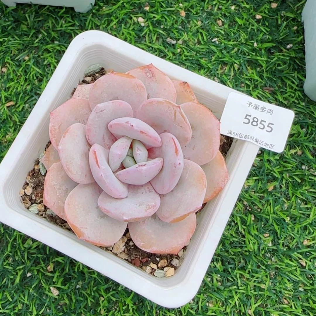 琪**嘿奶茶。   5855。