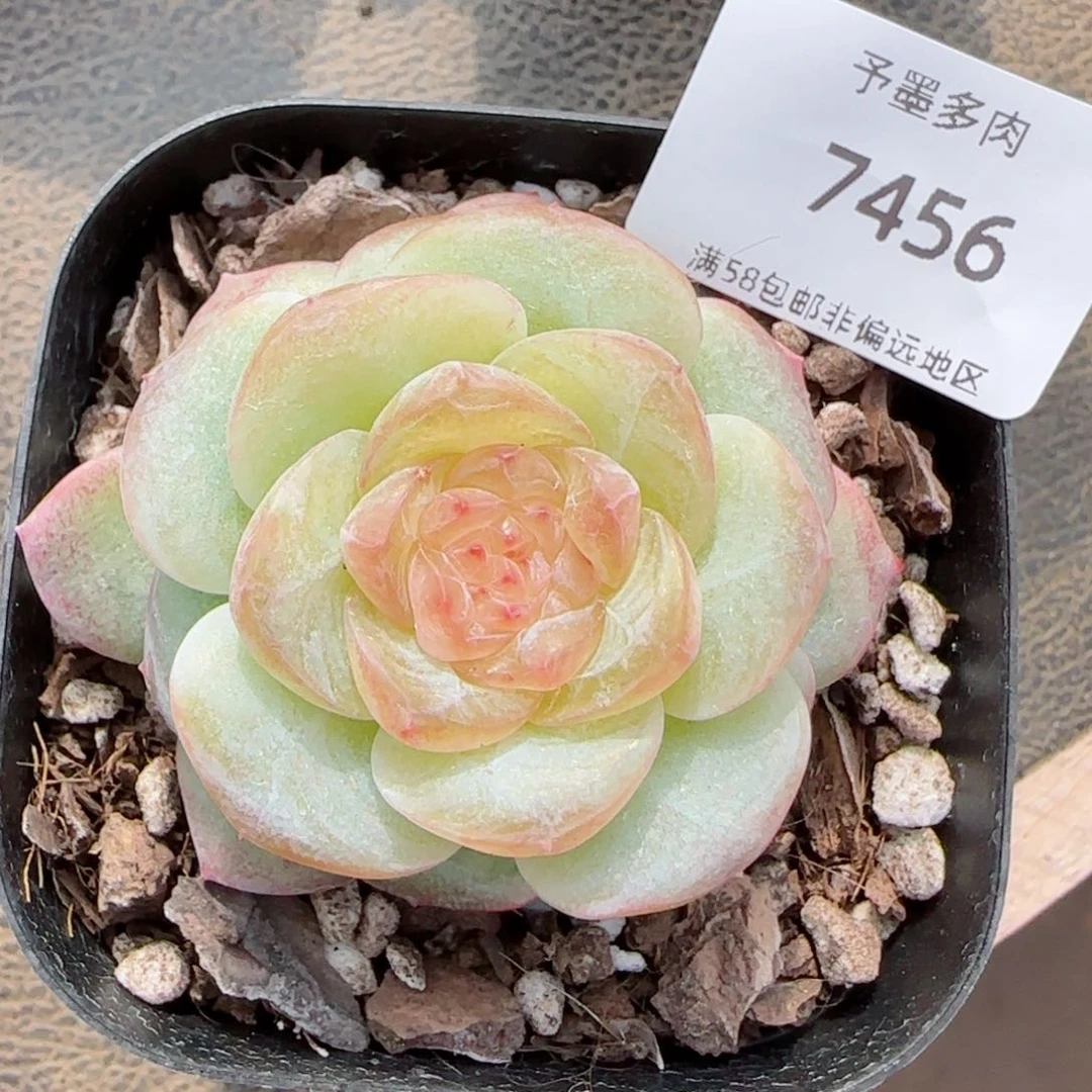 白玉盘。 7456。