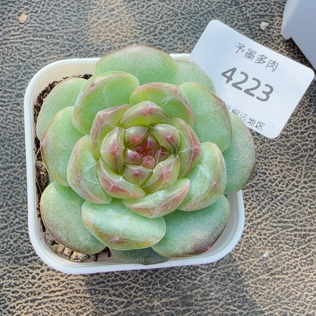 财富系列。  4223。