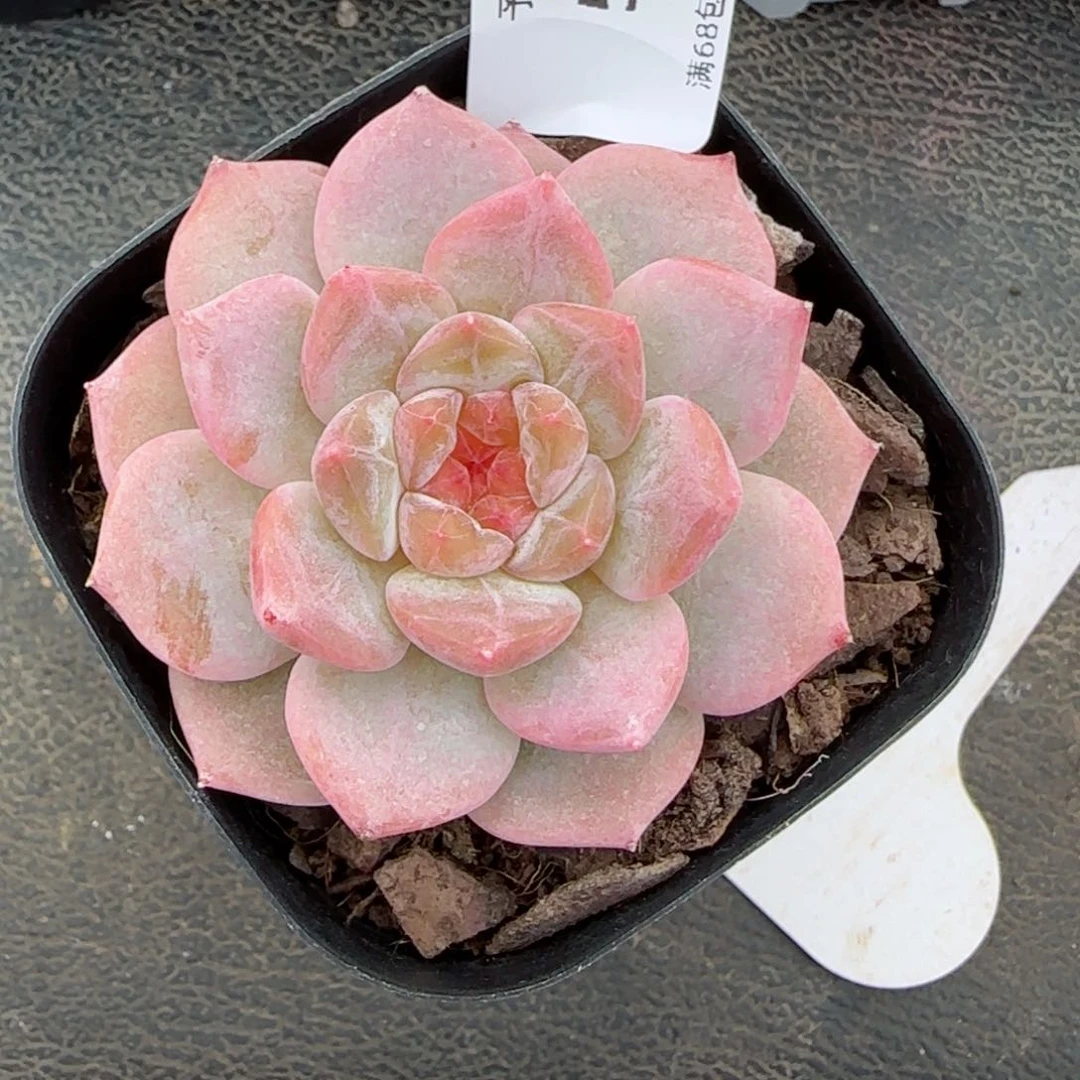 芳草系列。 5771。