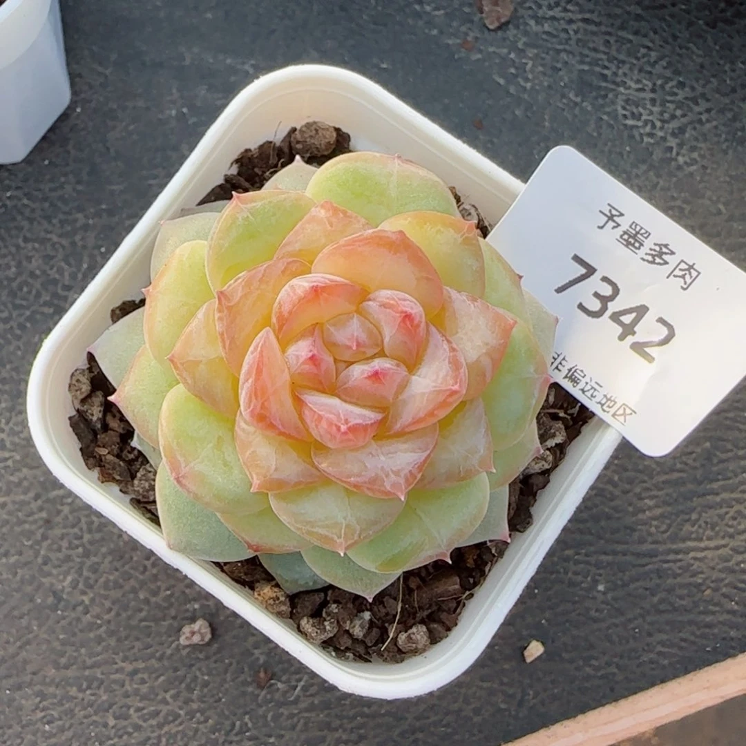 弗洛伊德。    7342。