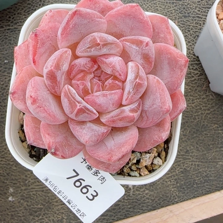 粉心魄。  7663。