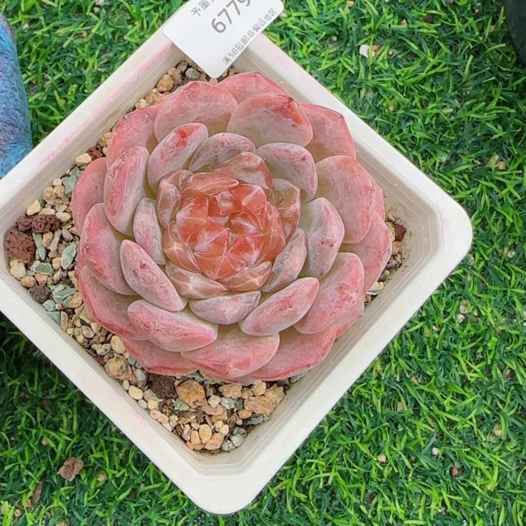 母本冰魄。  6779。