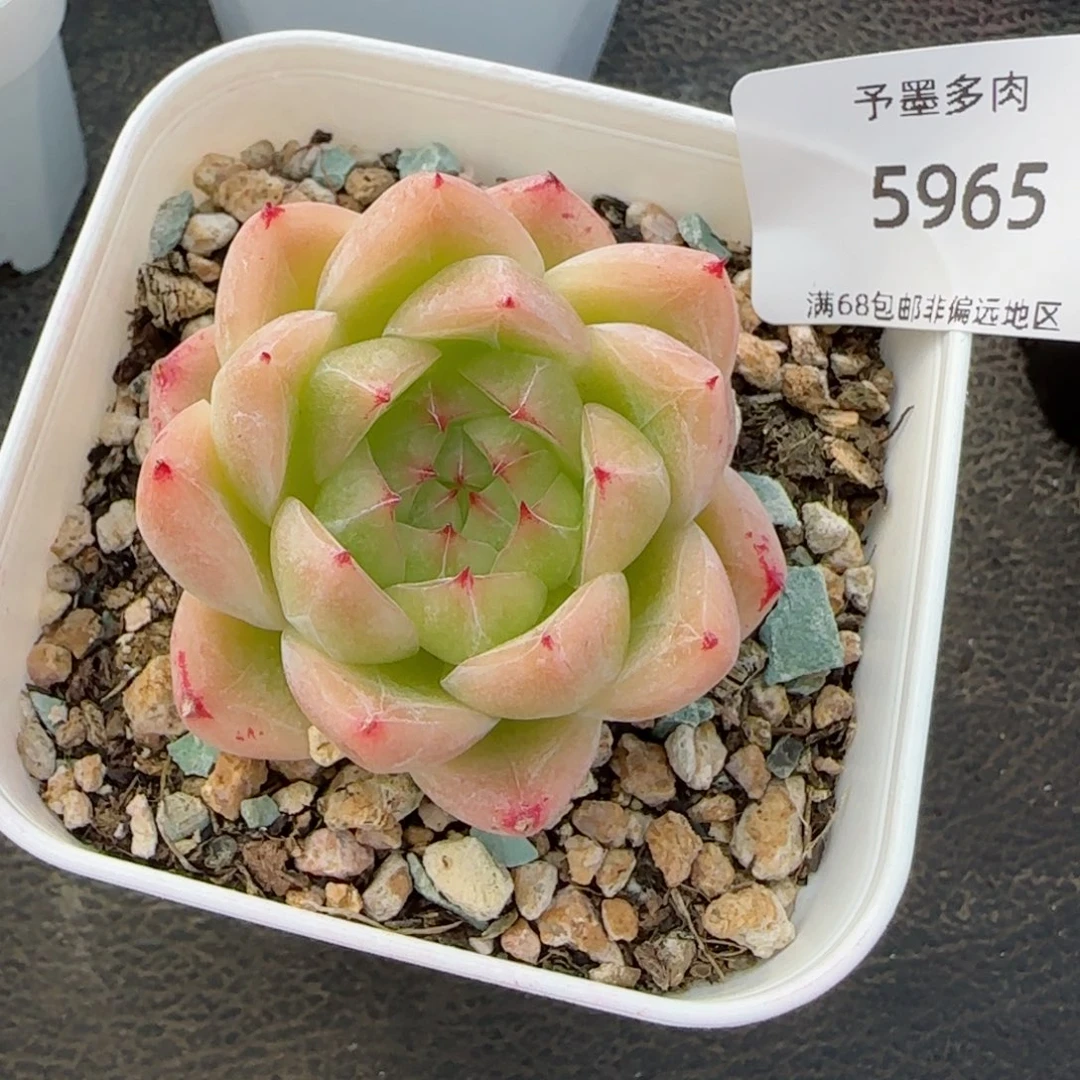 钻石珍妮。  5965。