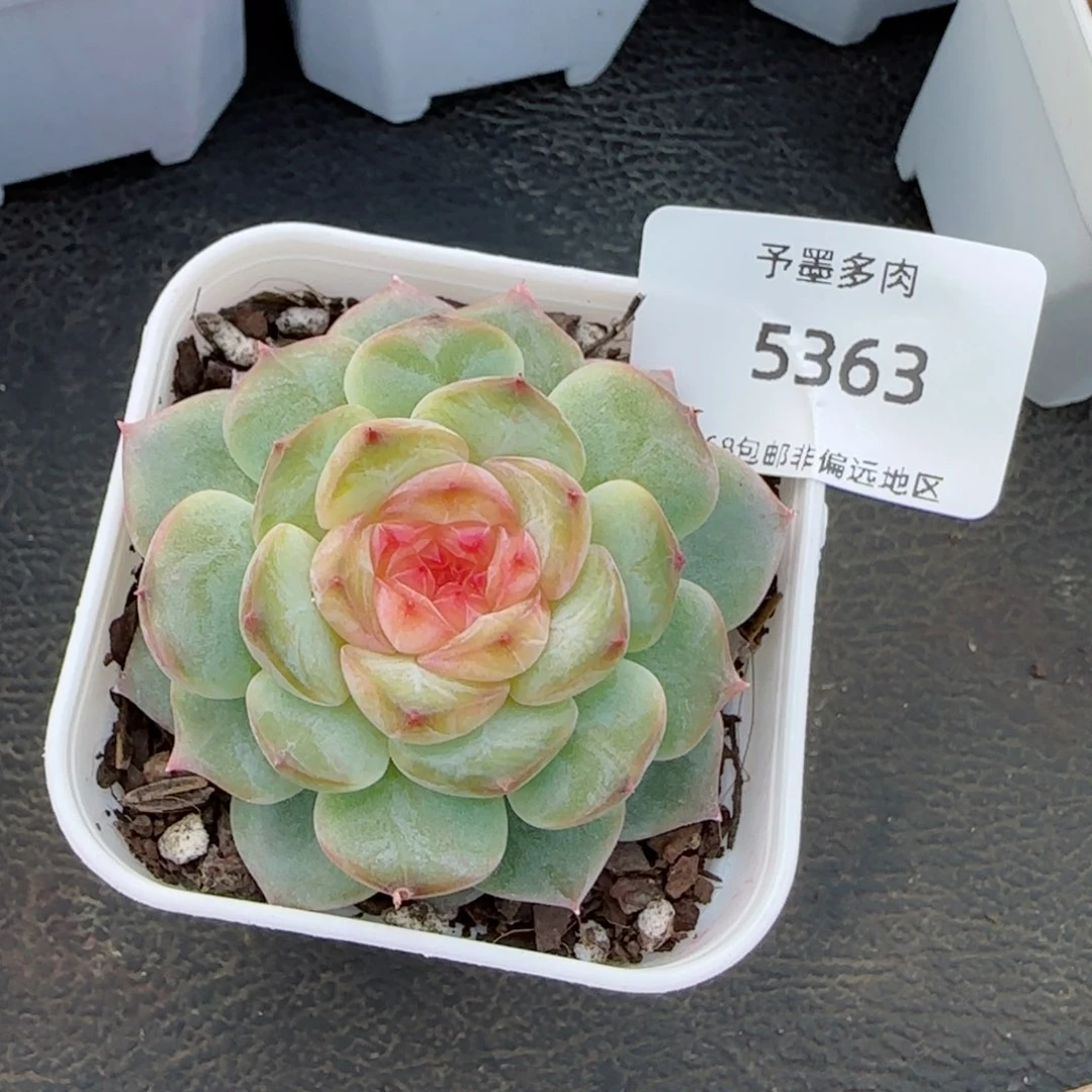 萤火虫。  5363。