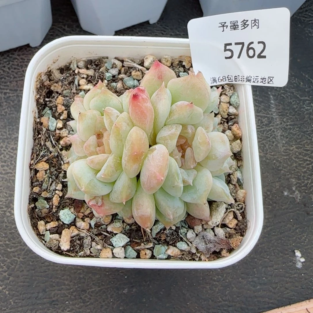 孤品朵缀。  5762。