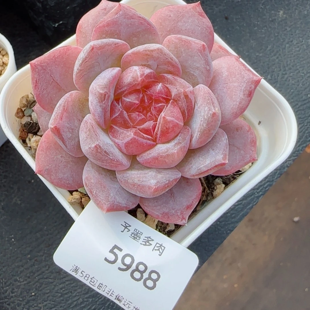 黛玉冰魄。 5988。